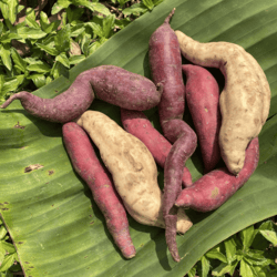 Organic Seasonal-Mixed Sweet Potato 500gm