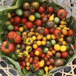 Heirloom Heritage Tomatoes Mix 1kg