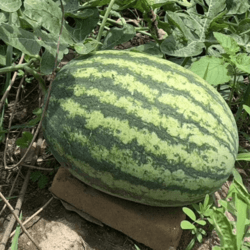 Organic Watermelon 2kg (approx.)-price up to weight