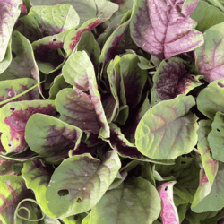 Organic Amaranth 100gm