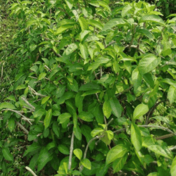 Organic Chiang Da 200gm