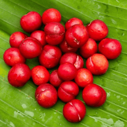 Organic Highland Cherry Plum 1kg