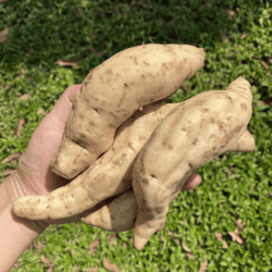 Organic White Sweet Potato 500gm